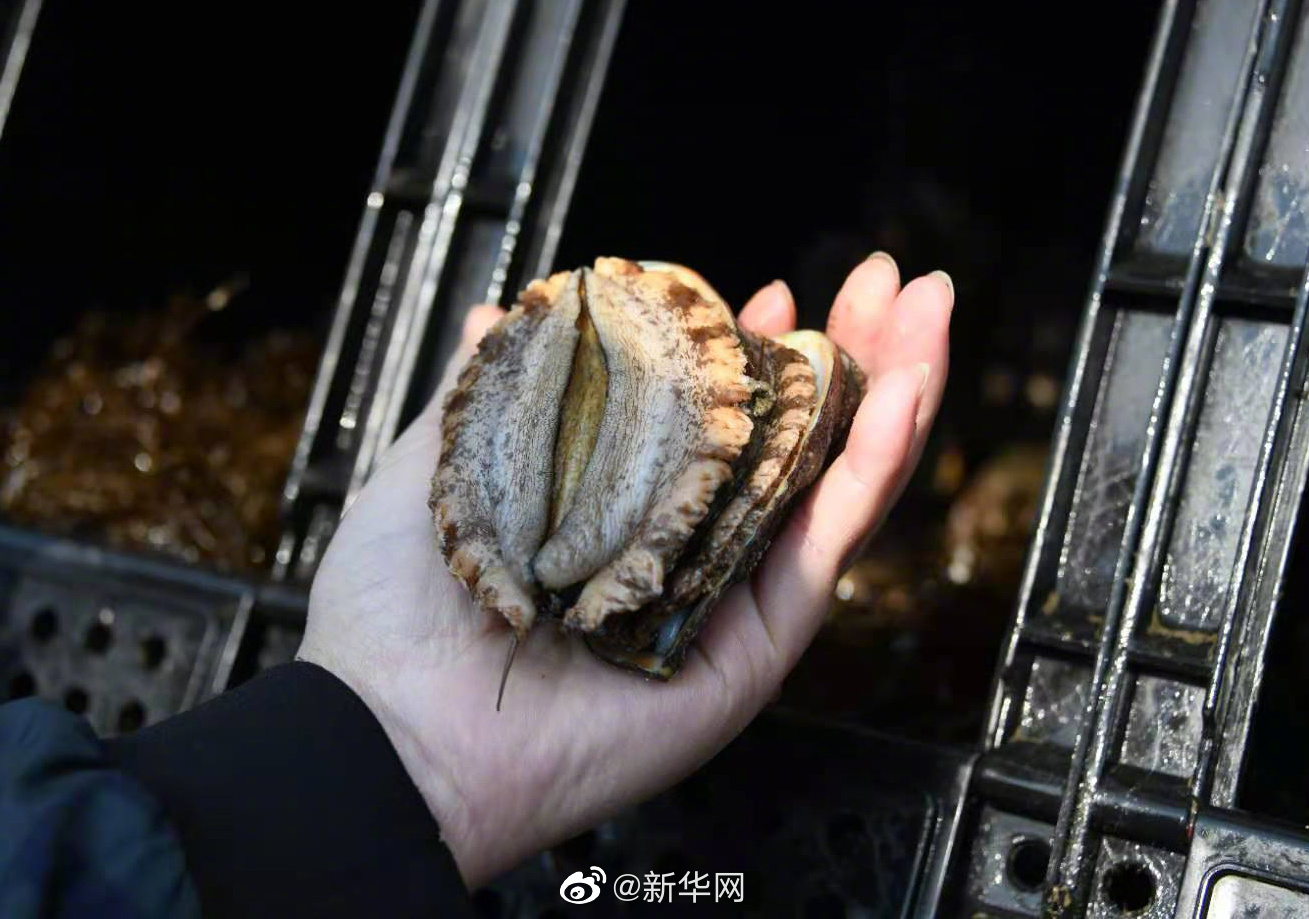 鲍鱼等海洋物种被列入濒危物种红色名录