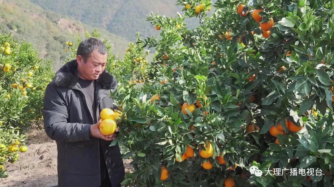 大理电视台