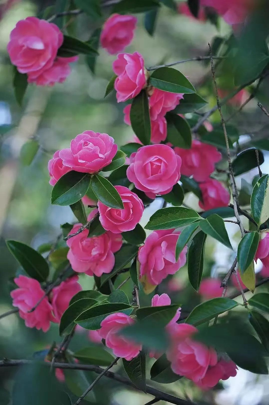 昆明市金殿名胜区