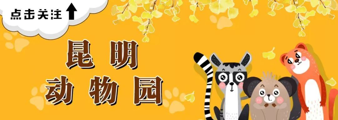 昆明动物园