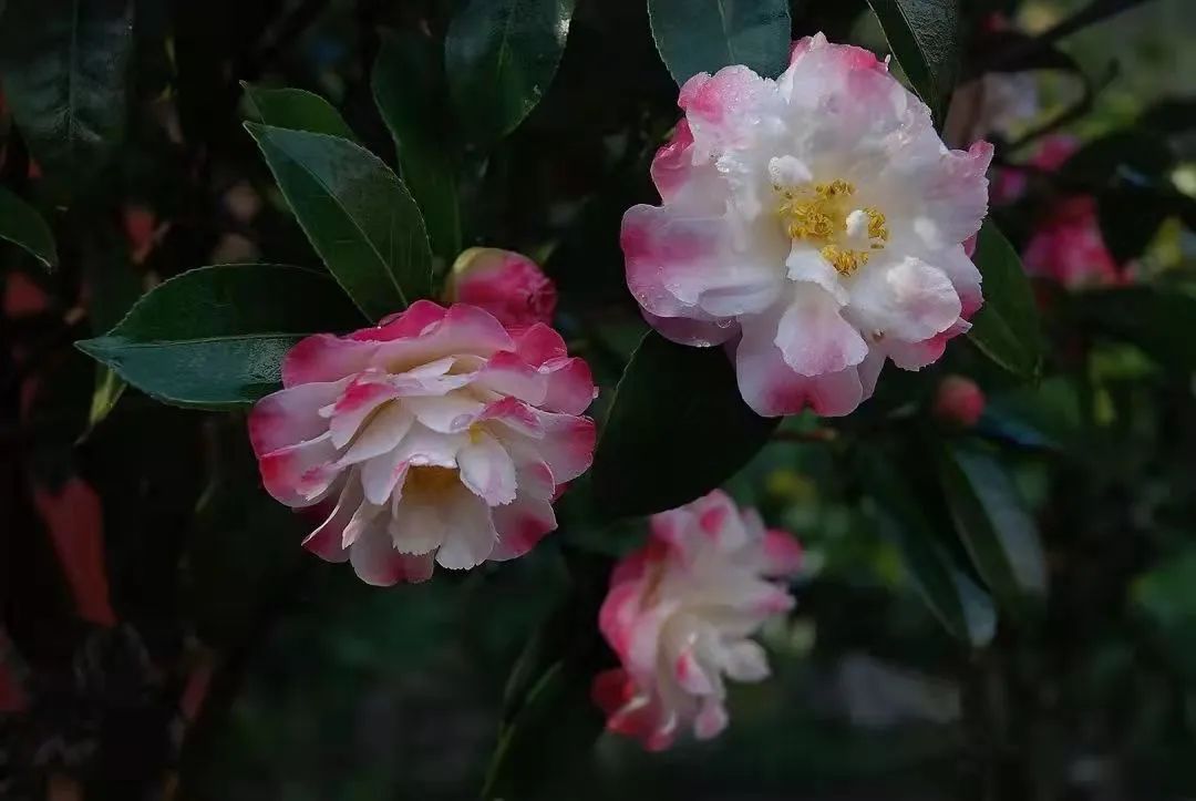 昆明市金殿名胜区