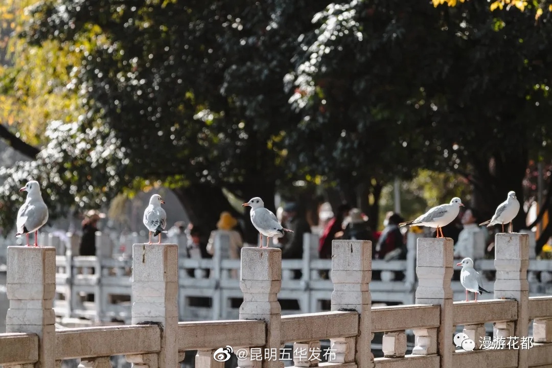 昆明五华发布