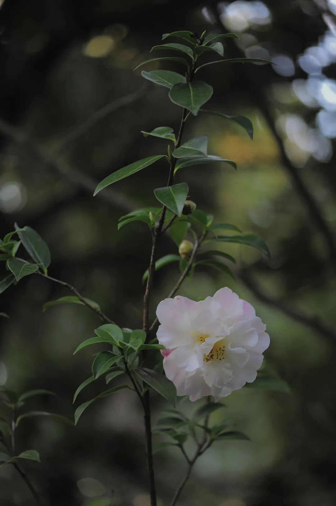 昆明市金殿名胜区