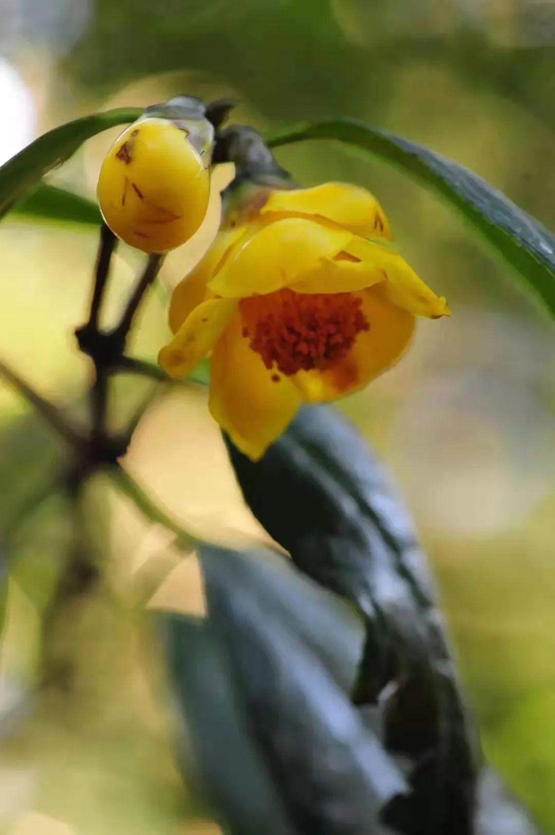 昆明市金殿名胜区