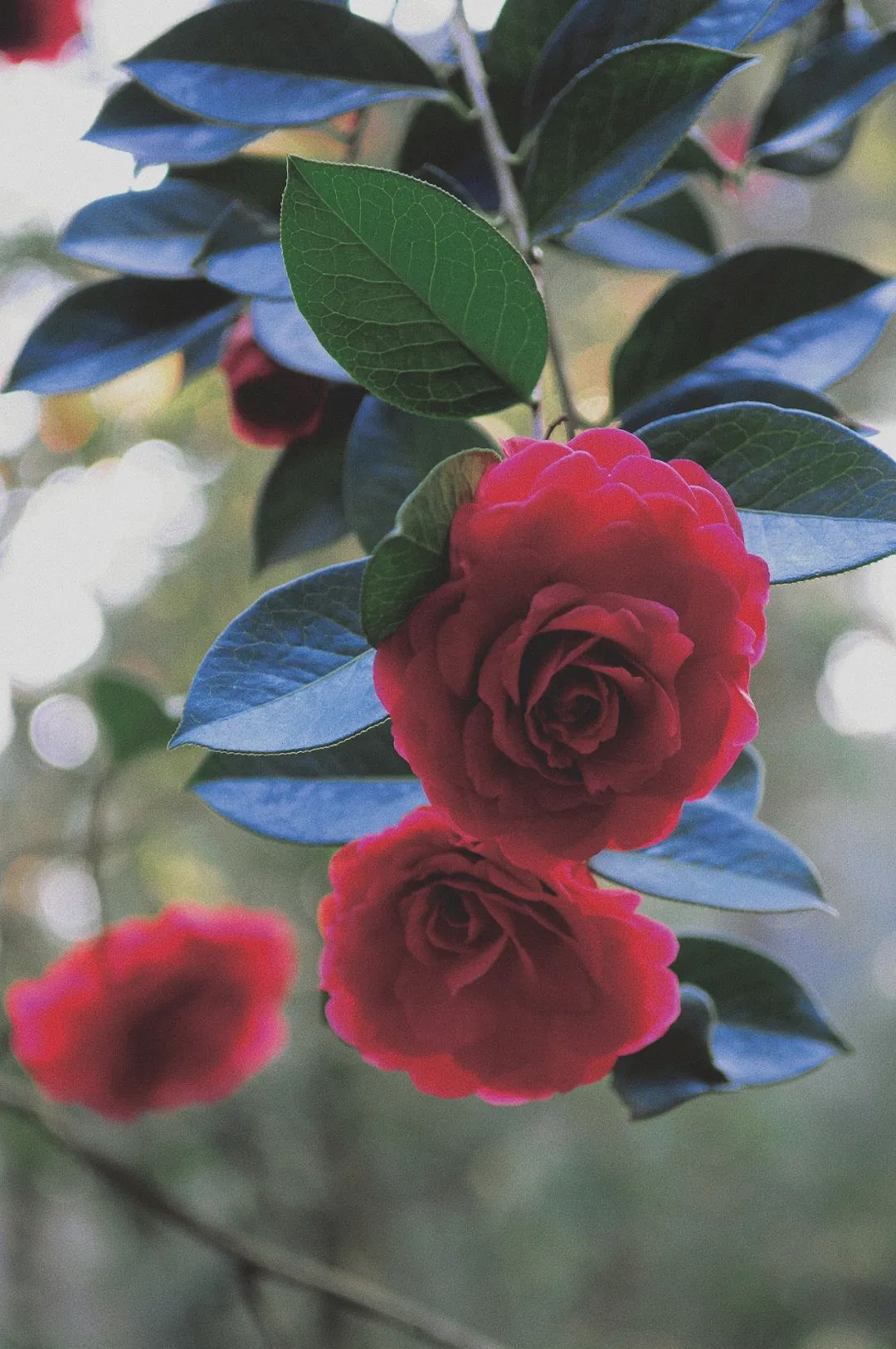 昆明市金殿名胜区