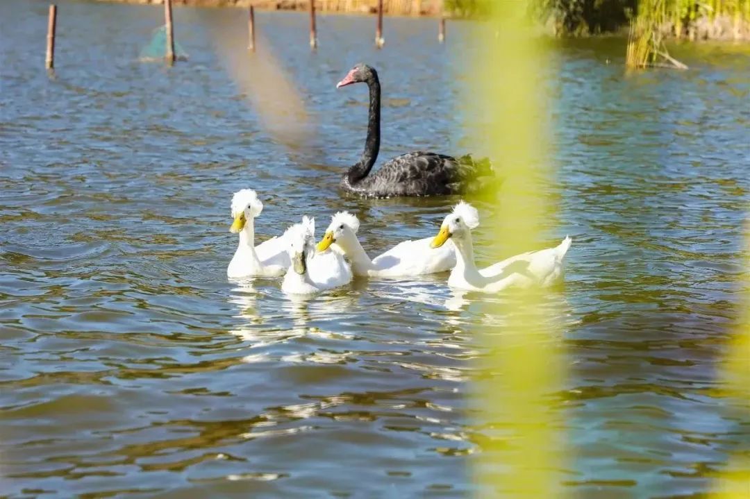 昆明阳宗海风景名胜区