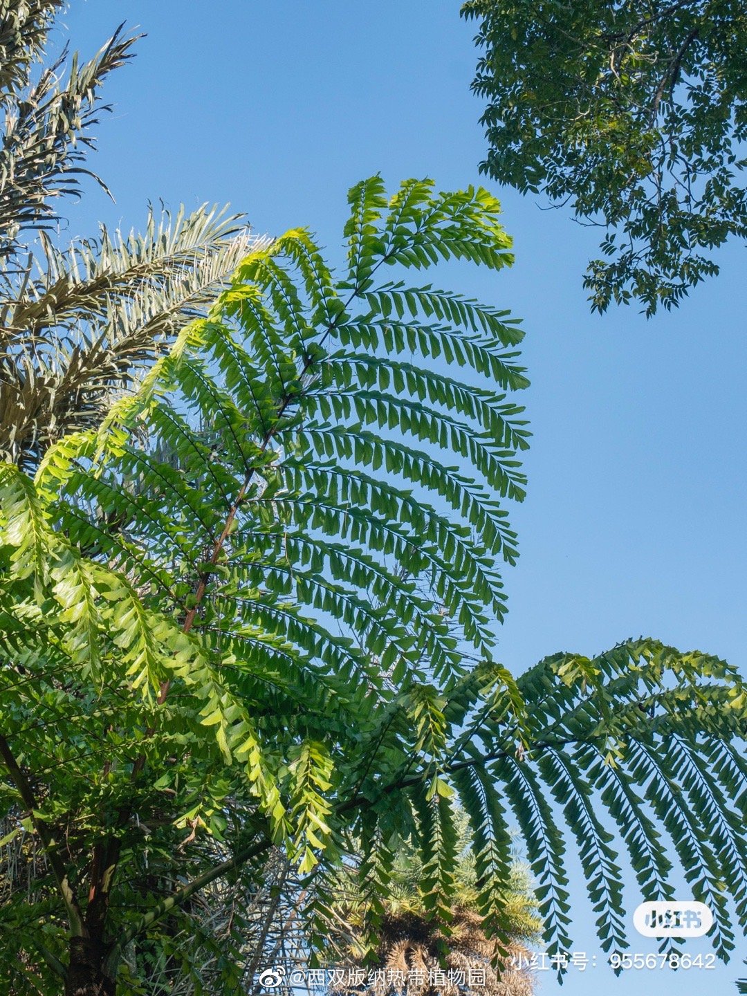 西双版纳热带植物园微博