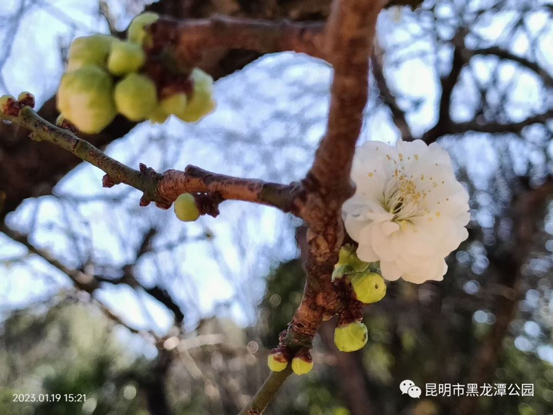 昆明市黑龙潭公园