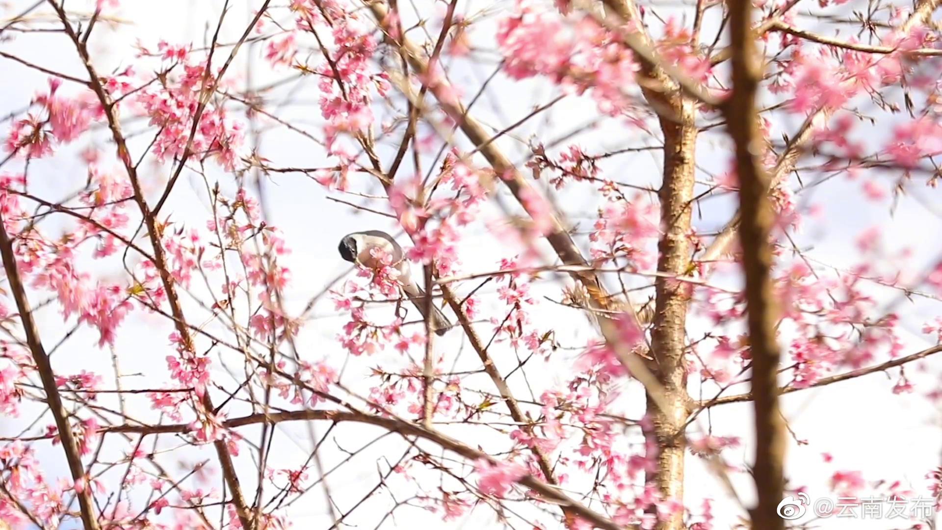 “云南发布”微博