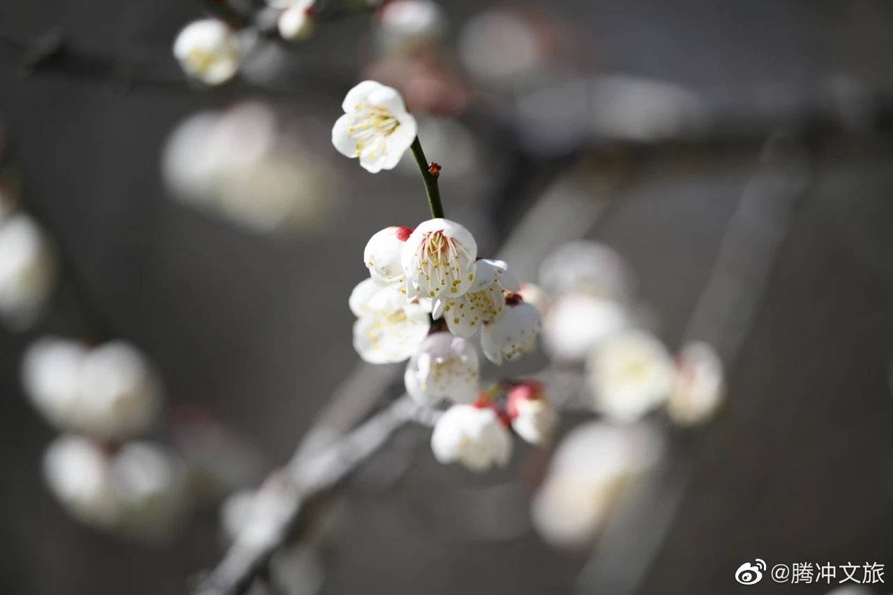 腾冲文旅微博