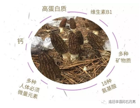 福贡先锋