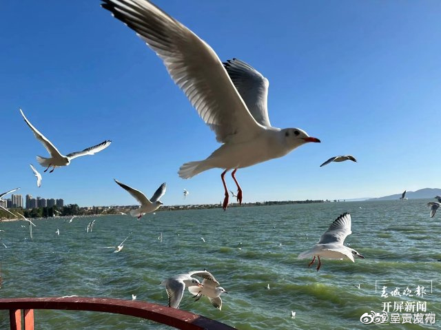 今年来昆海鸥比去年少了5000只