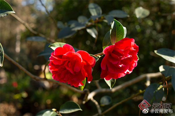 “云南发布”微博