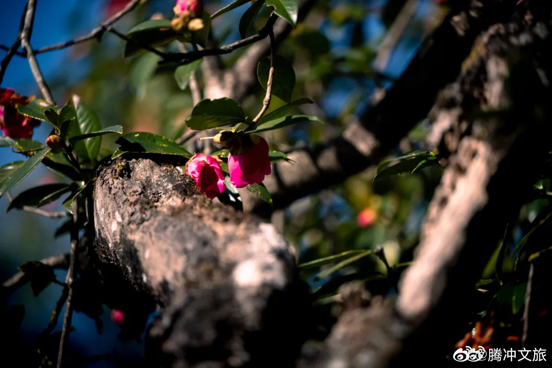 腾冲文旅微博