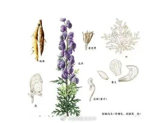 食品安全宣传 秋冬食疗进补，切记勿食用草乌、附子等毒性中药材！