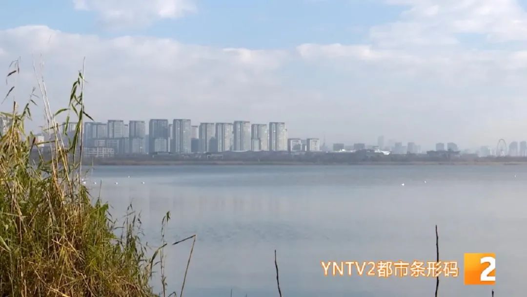 掌上春城