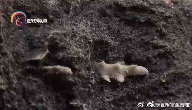 昆明机场高速附近发现“铜钱图案”化石？专家初步鉴定为……