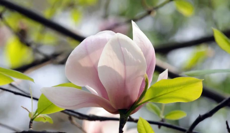 微观盘龙