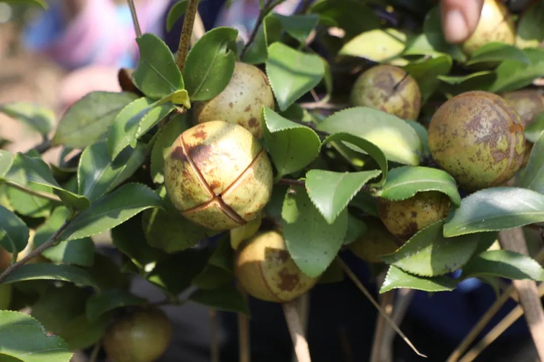 云南省人民政府网