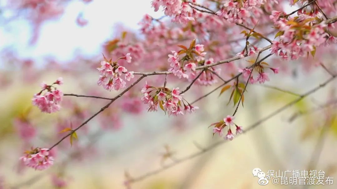 “昆明官渡发布”微博