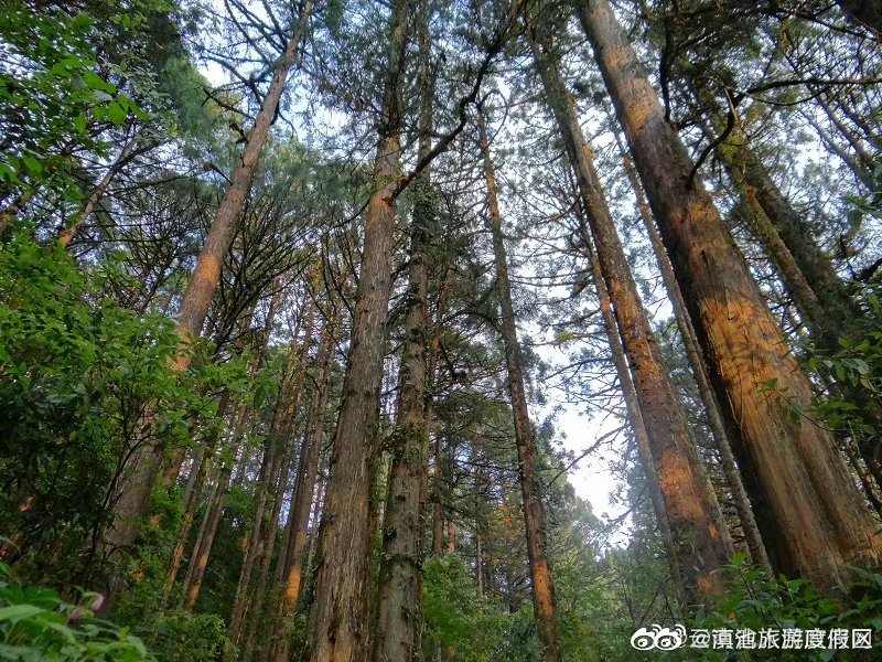 2022年云南林草产业总产值超3622亿元