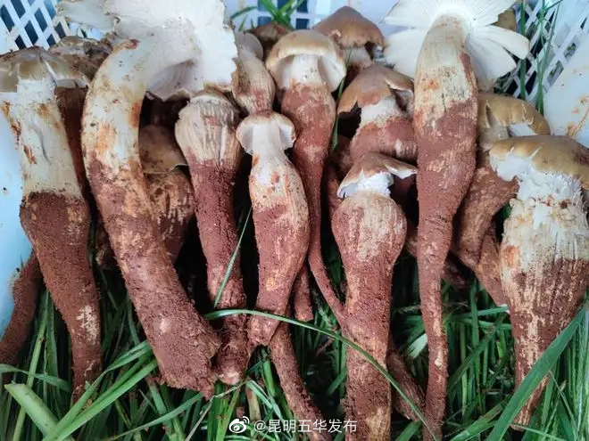 昆明五华发布