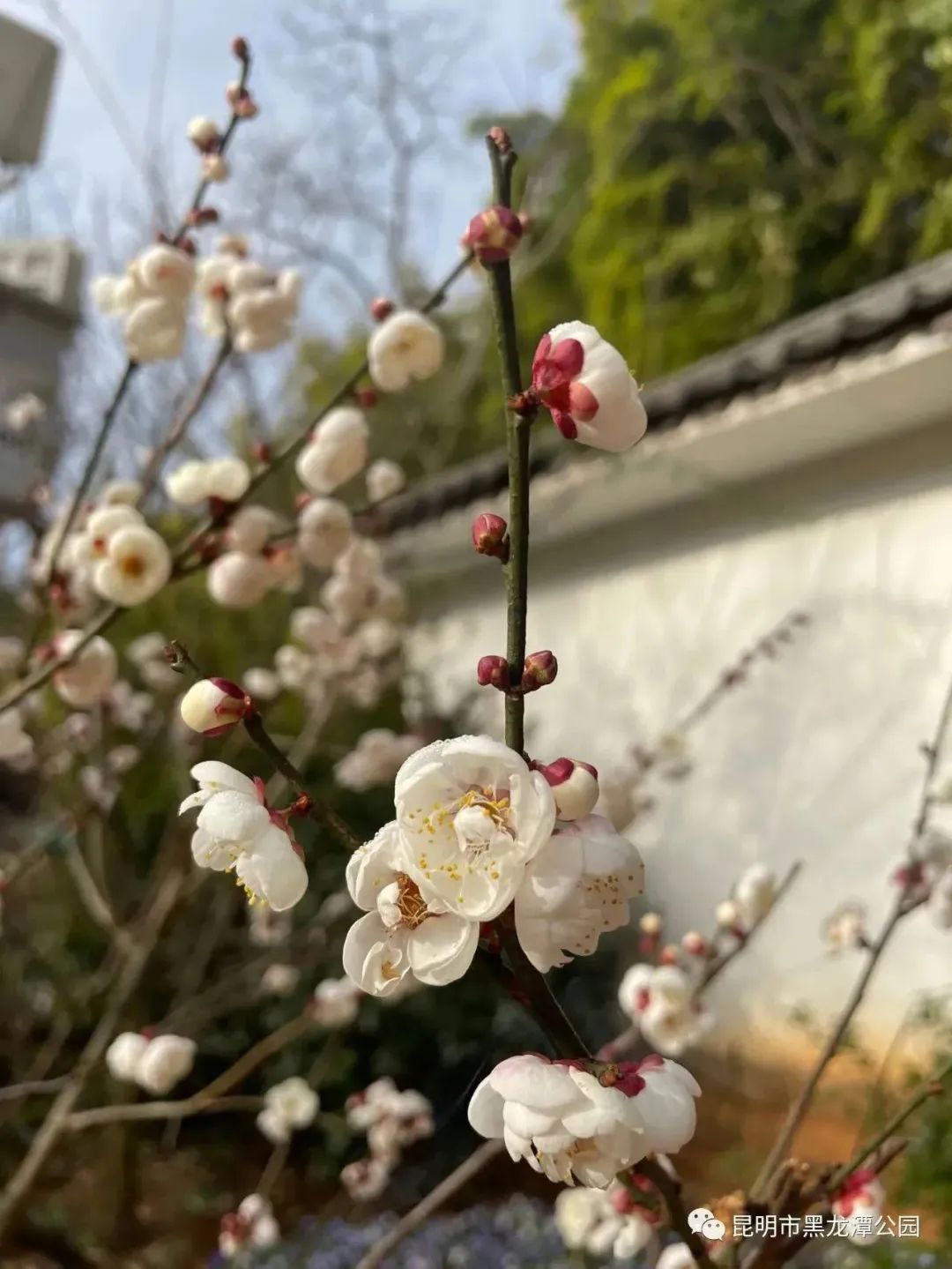 昆明市黑龙潭公园