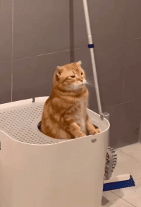 晨起是排便黄金时段 