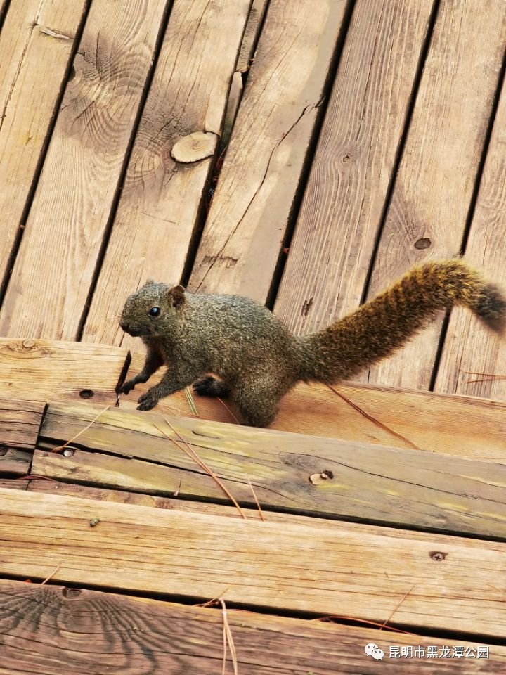 昆明市黑龙潭公园