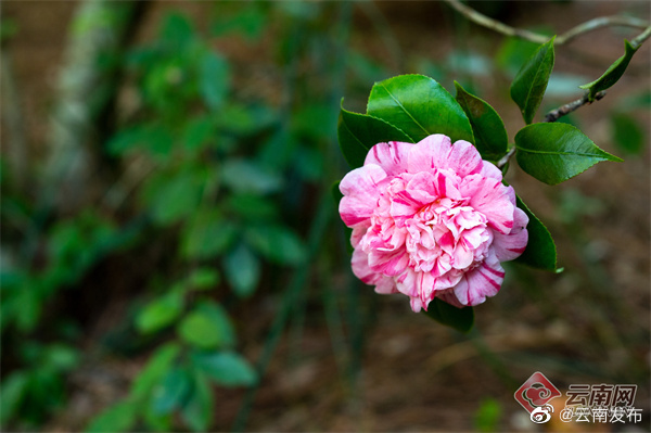 “云南发布”微博