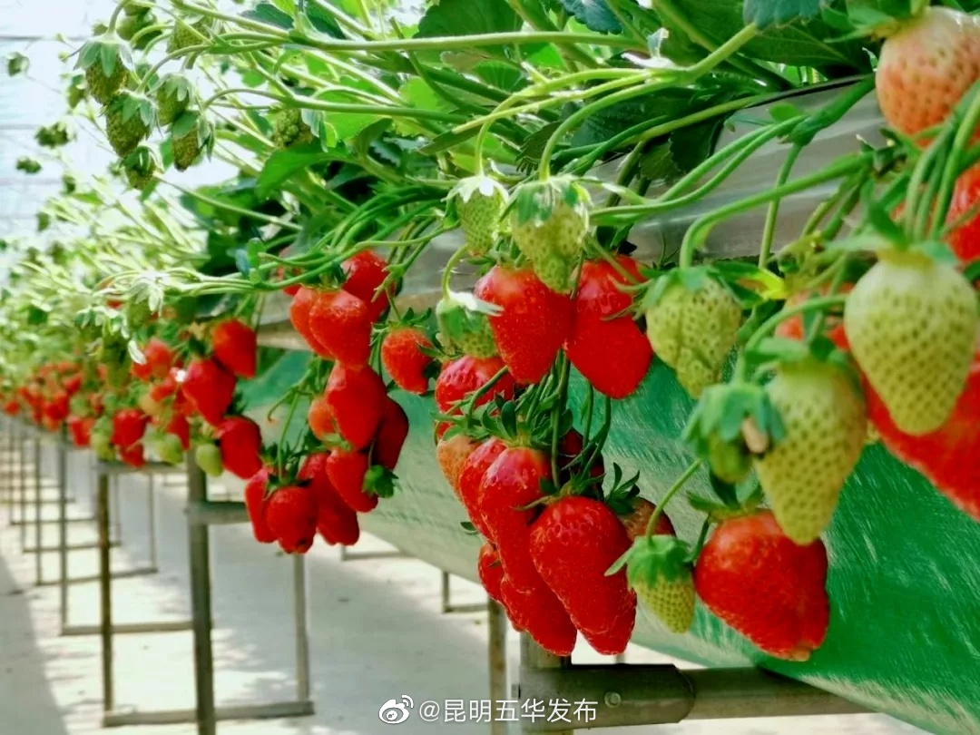昆明五华发布