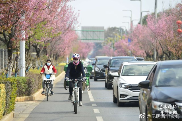 昆明红塔西路冬樱花盛放
