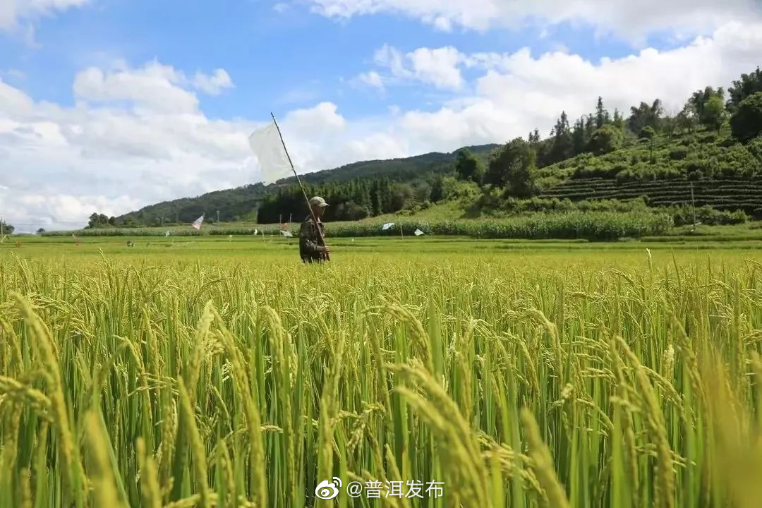 123.08万吨！普洱市粮食产量实现“十九连丰”
