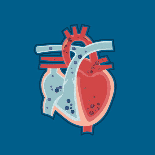 辅酶Q10真能护心吗 