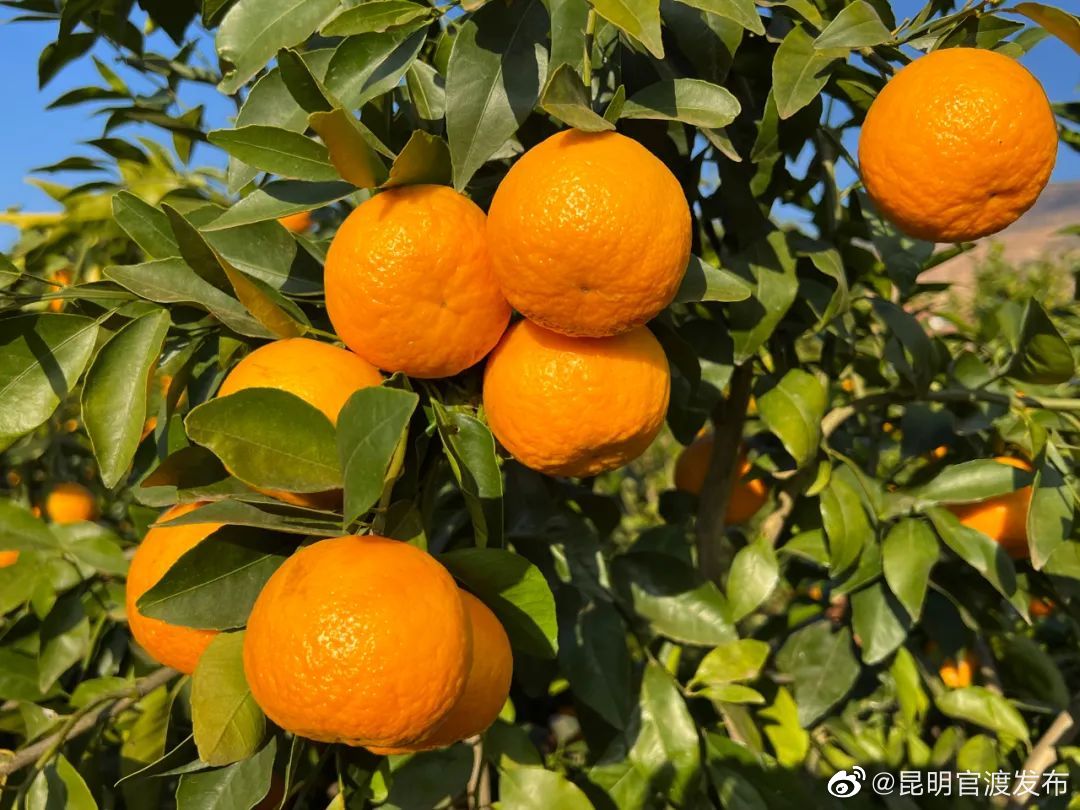 “昆明官渡发布”微博