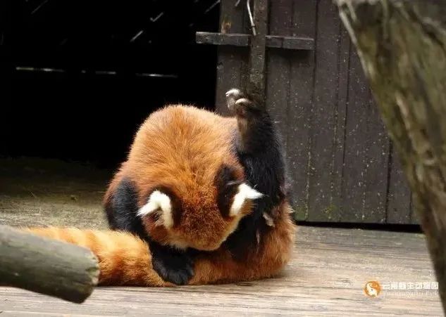 云南野生动物园