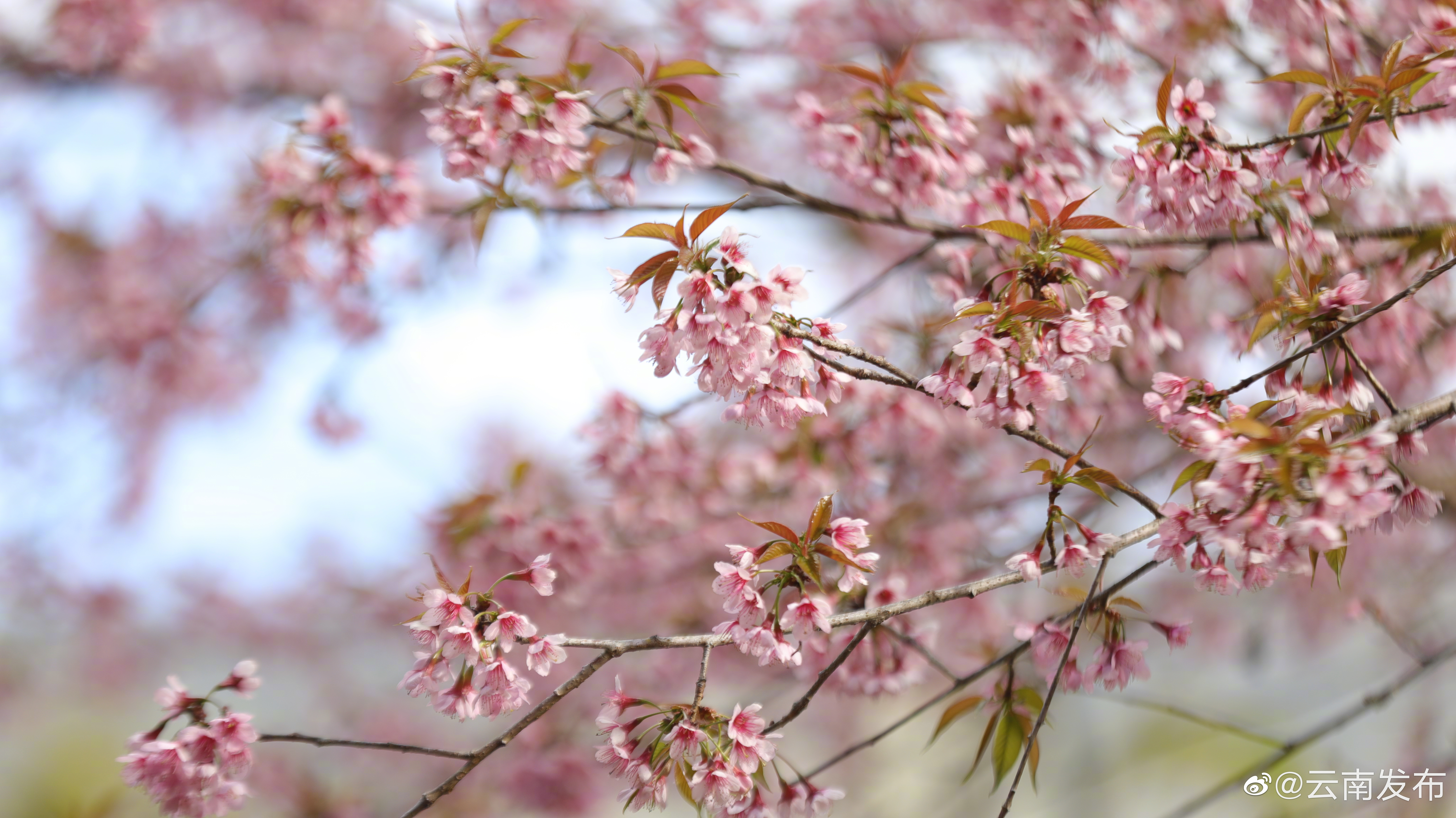 “云南发布”微博