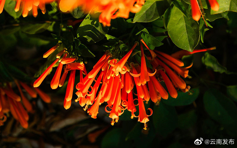 “云南发布”微博