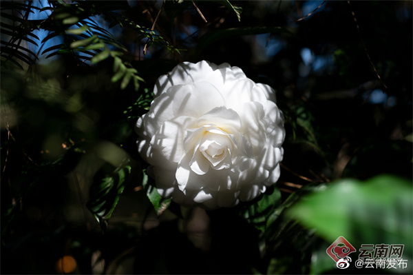 “云南发布”微博