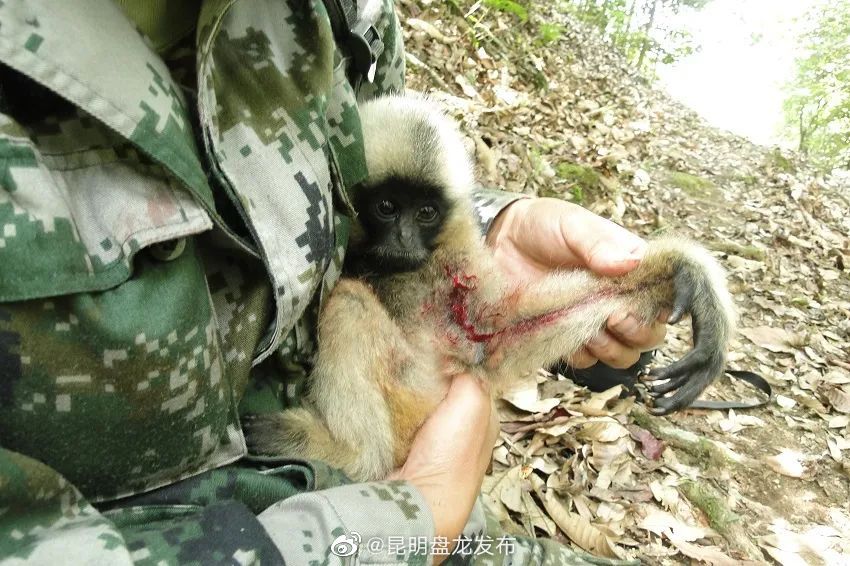 绿色发展看普洱 | 云南景东：青山常在 猿声长鸣