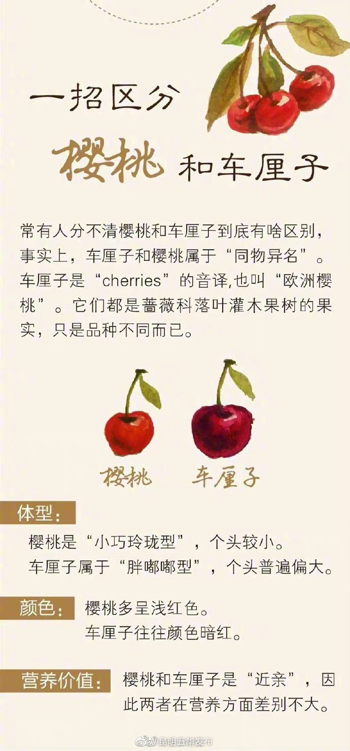 樱桃和车厘子有什么区别 
