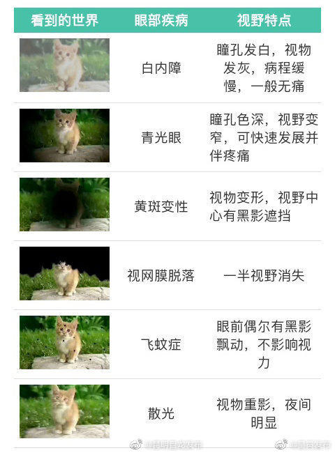 昆明盘龙发布