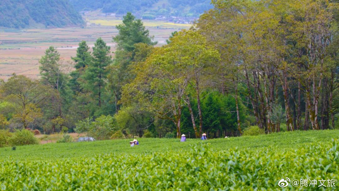 腾冲文旅微博