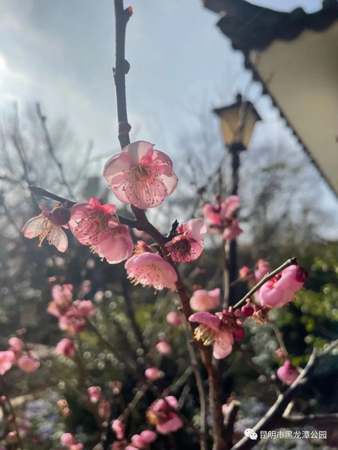 昆明市黑龙潭公园