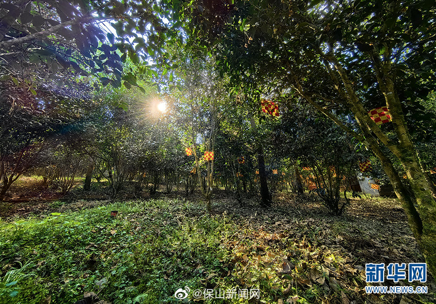 科技赋能云南产业发展系列报道⑧|探索茶产业发展新模式 茶农走出致富路