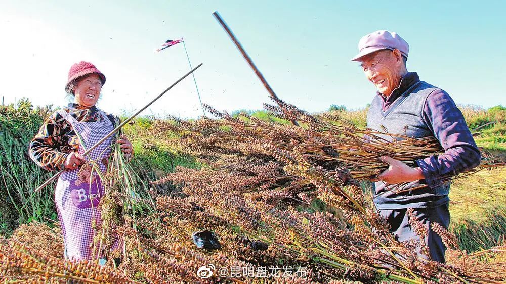 富源：苏子丰收鼓起村民“钱袋子”