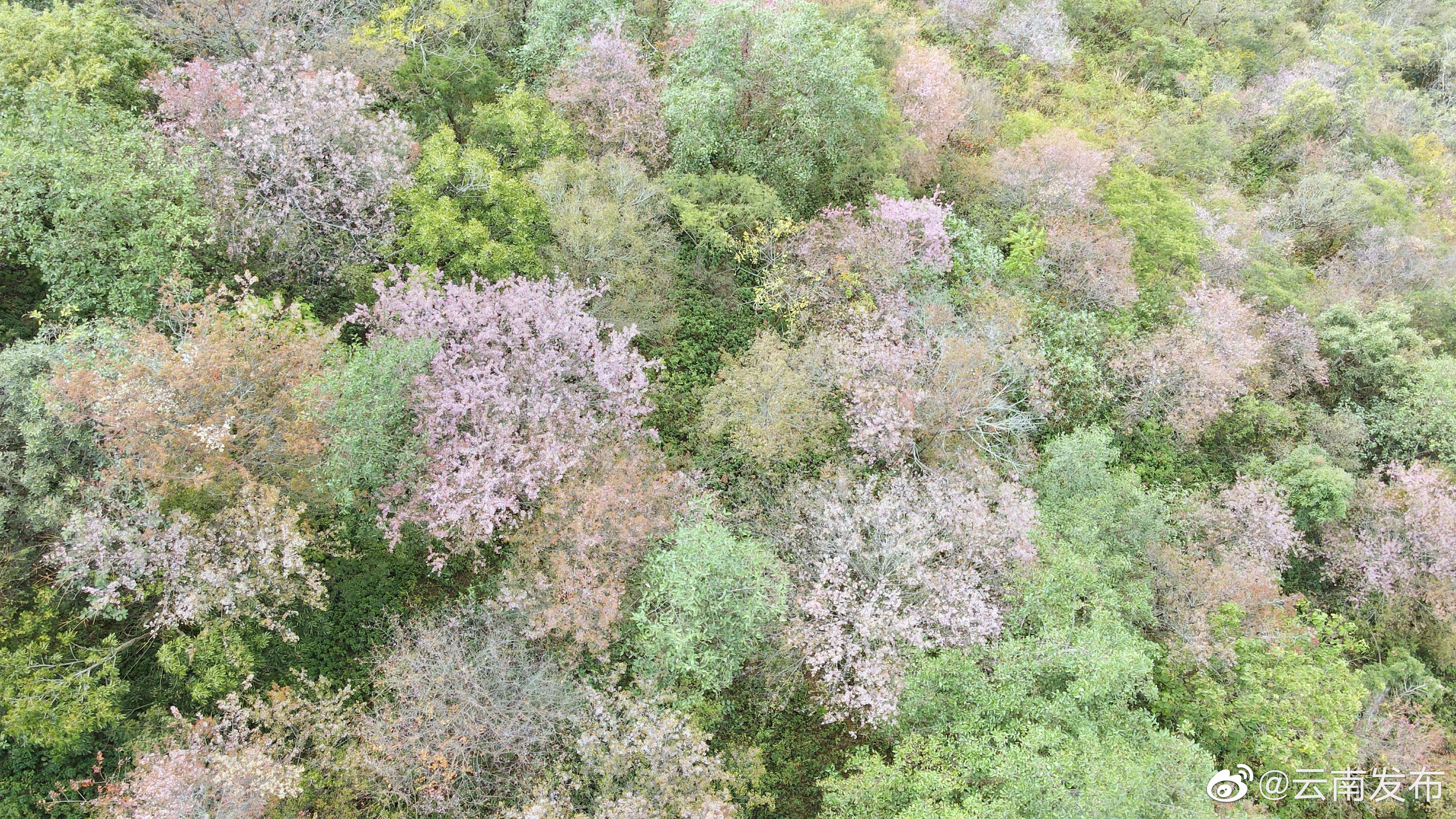 “云南发布”微博