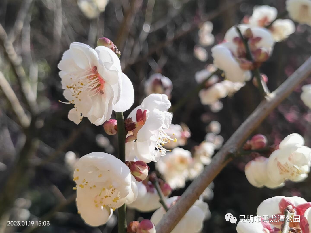 昆明市黑龙潭公园