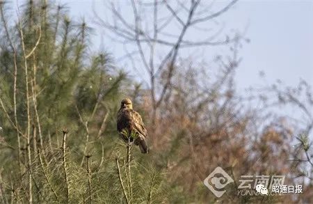 昭通日报