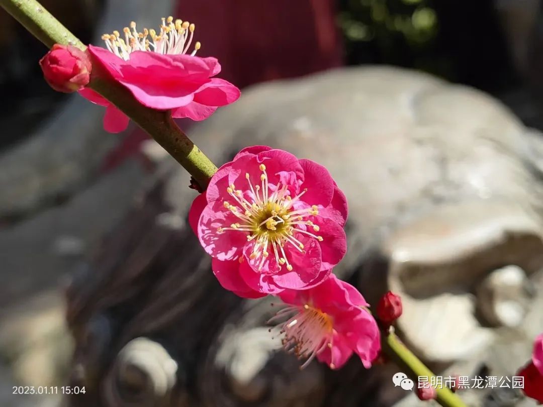 昆明市黑龙潭公园